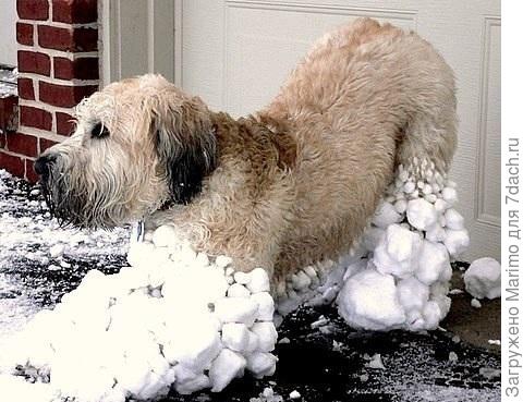 Примерно такой приходил с прогулки
