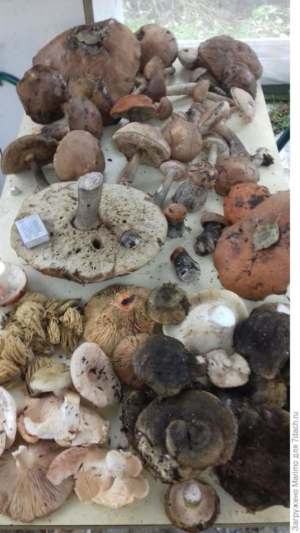 Сбегала с утра в овражек...