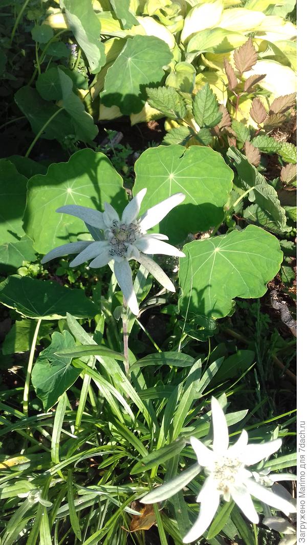 Звездочки эдельвейсов