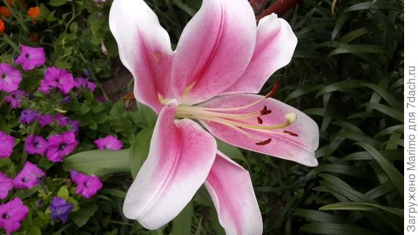 Немного лета