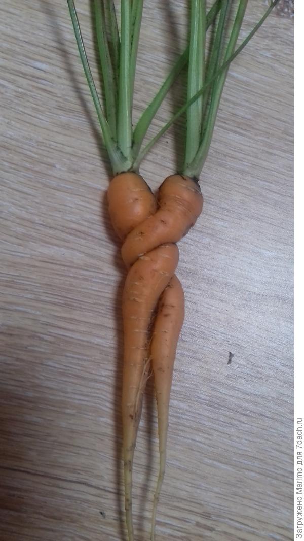 Я тебя никому не отдам!!!