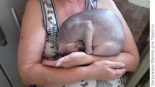 Как сладко спится у мамы на ручках!