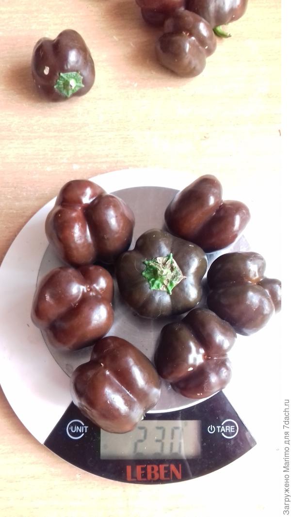 шоколадки