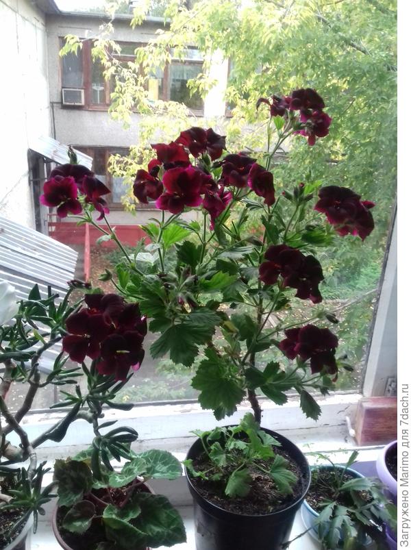 Цветет и сейчас,с августа