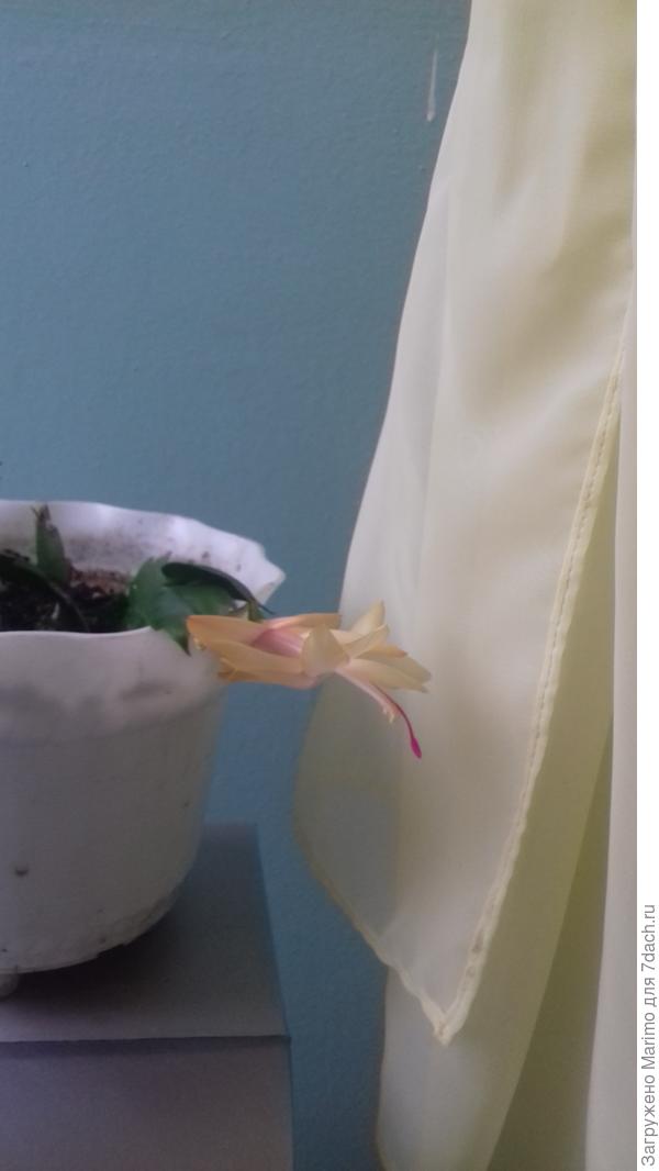 Эти цвели в ноябре.