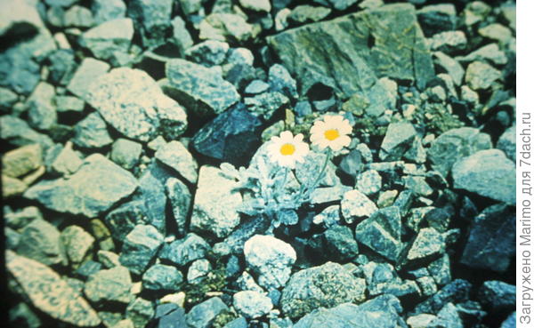 Горная ромашка.