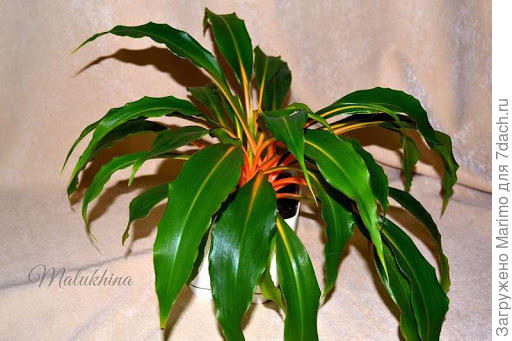 фото не мое, из и-нета