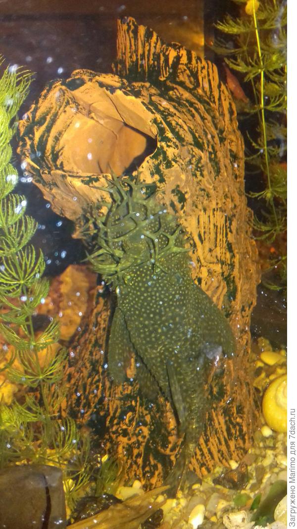 мальчик -анциструс