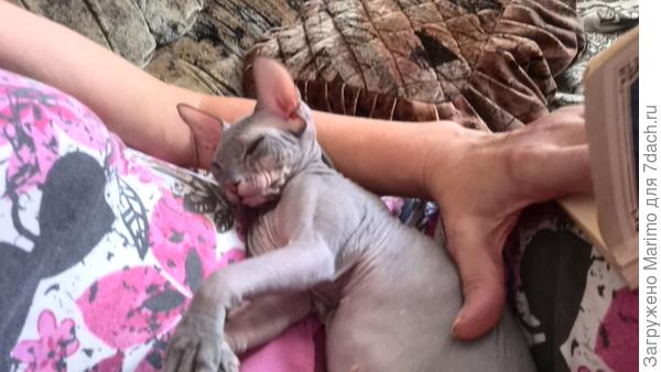 Вот такой малюськой с больными глазками появилась у нас Нюша