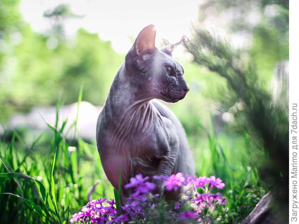 сама грация