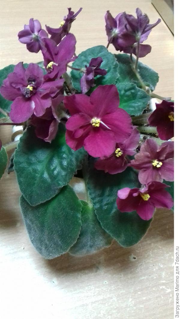 Вика,могу поделиться такой. Как раз листик корешки дал. Надо только дождаться тепла и работы почты