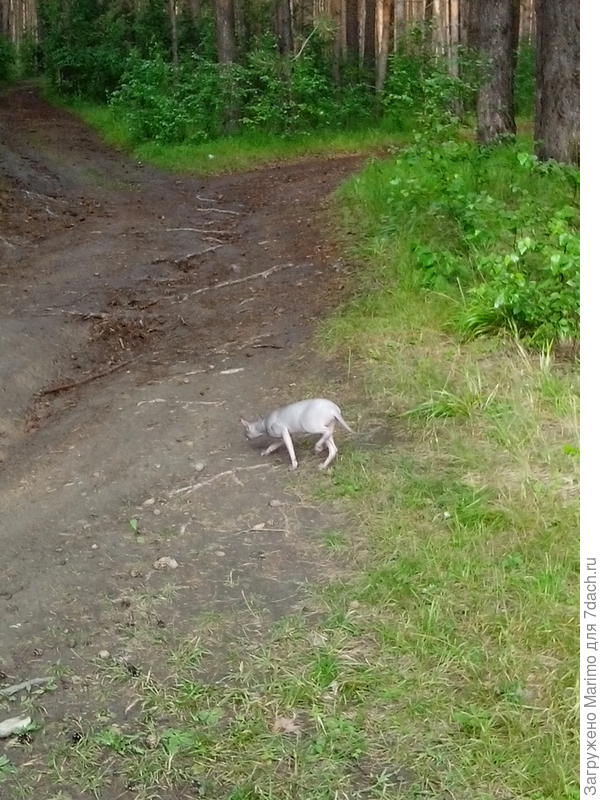 Пойду лучше мышек половлю.