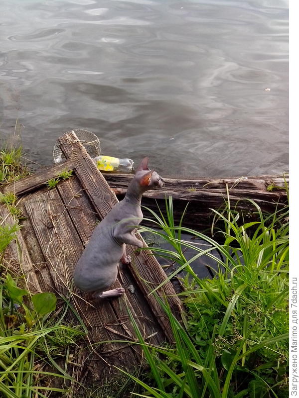 Стрекоза? Бабочка? Или лучше птичка!!!