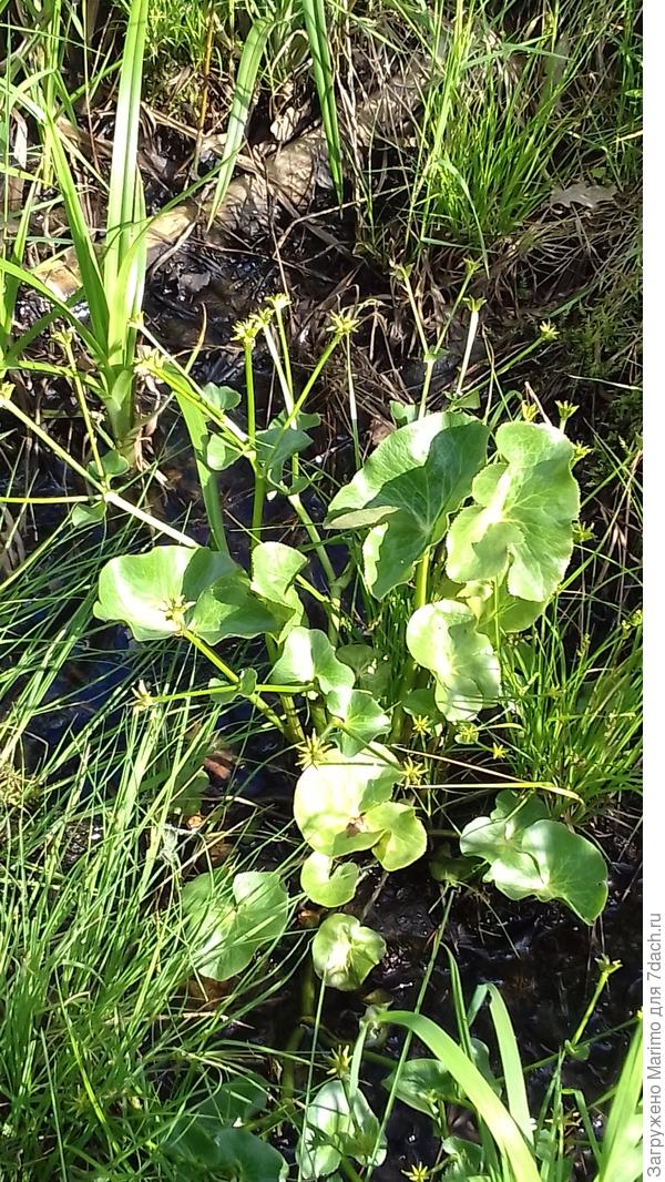 это в болотце. Остались только отцветшие коробочки