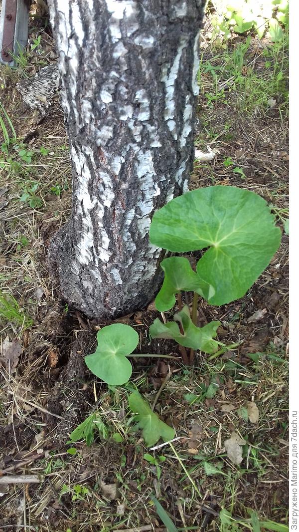 это цвела под березкой