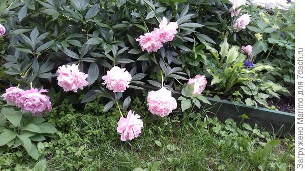 пионы в детскомсаду