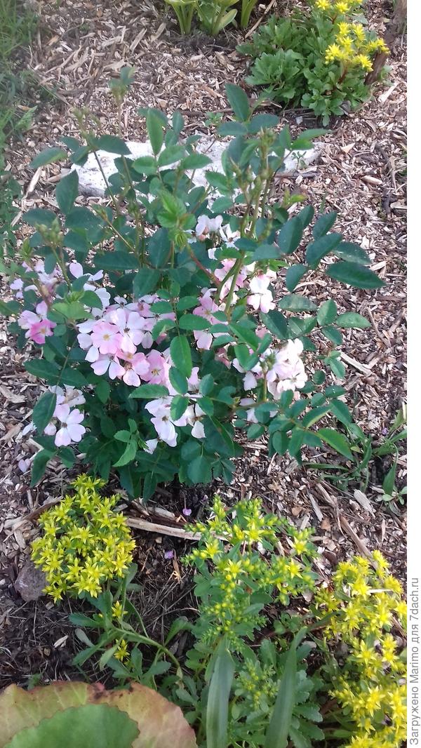 Крылья Ангела