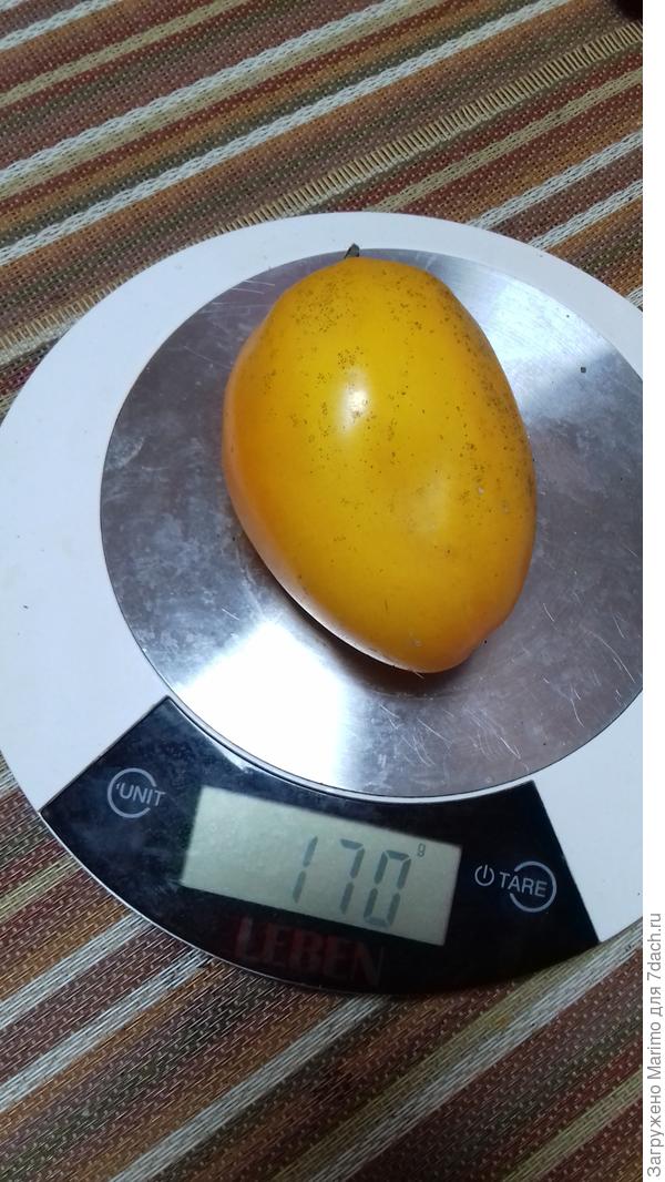 Жозефина. Чем не манго?