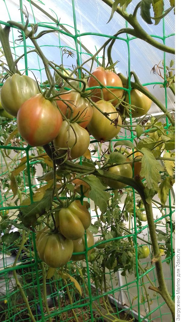 Сердце быка.