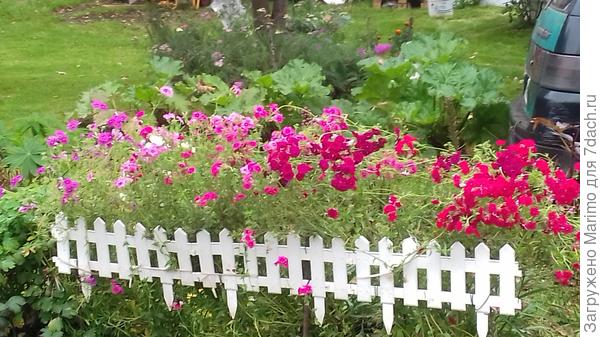 Флоксы. Пришлось заборчик придумать