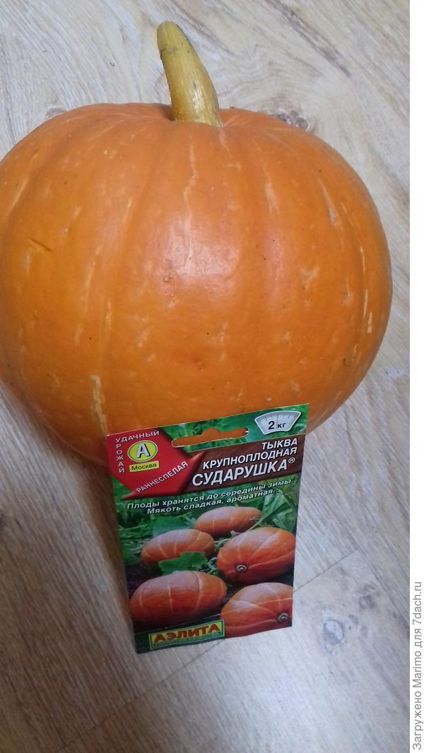 Тыква Сударушка