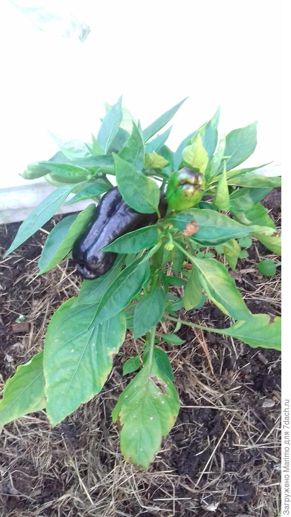 Черный конь