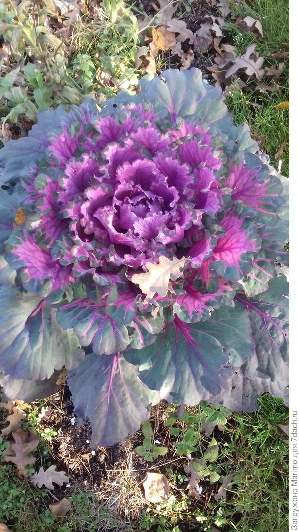 Капуста декоративная. Аэлита. Смесь