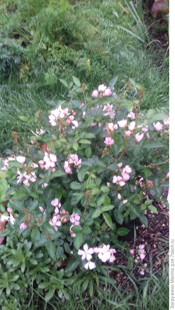 А это летом.