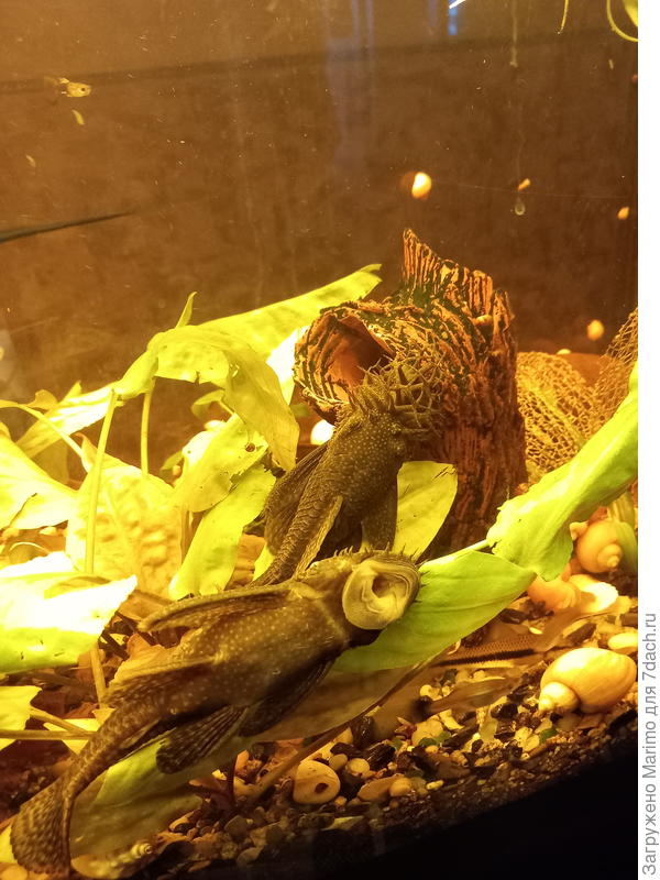 Анциструсы  парочка