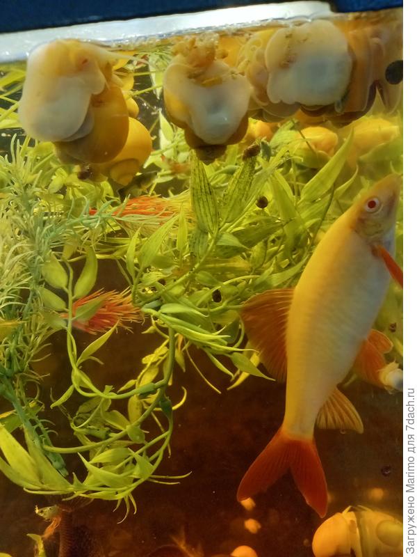 Обед. Ампулярии и лабео-альбинос