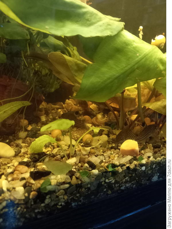 Коридорасы