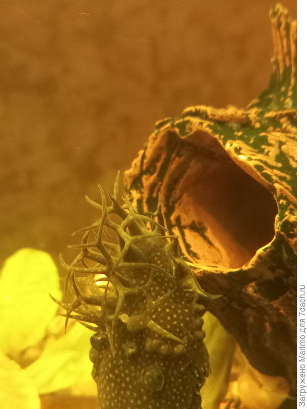 Анциструс с прилипшей икринкой на рогах.