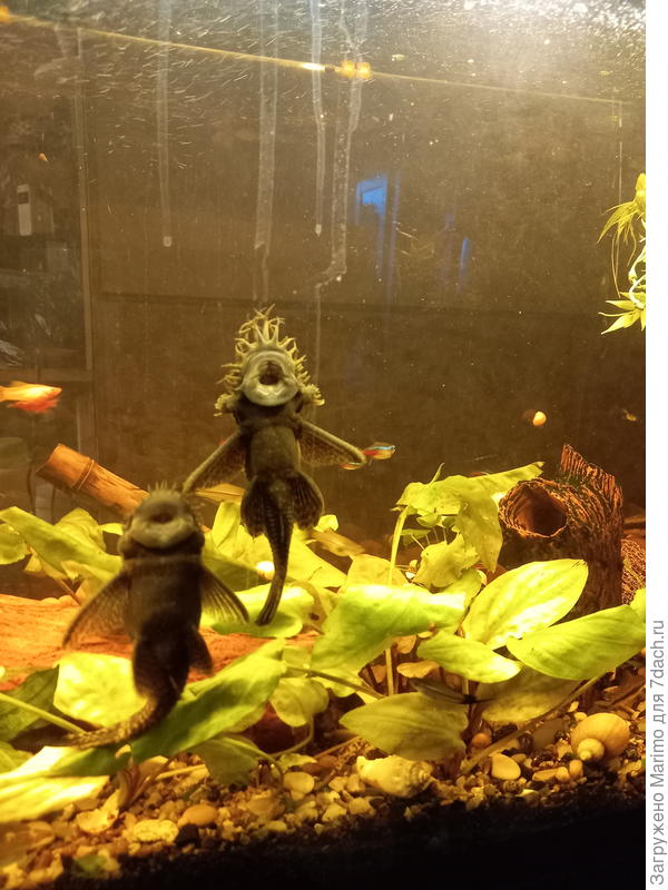 Брачные танцы