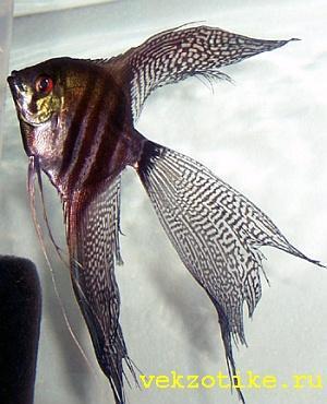 фото из и-нета