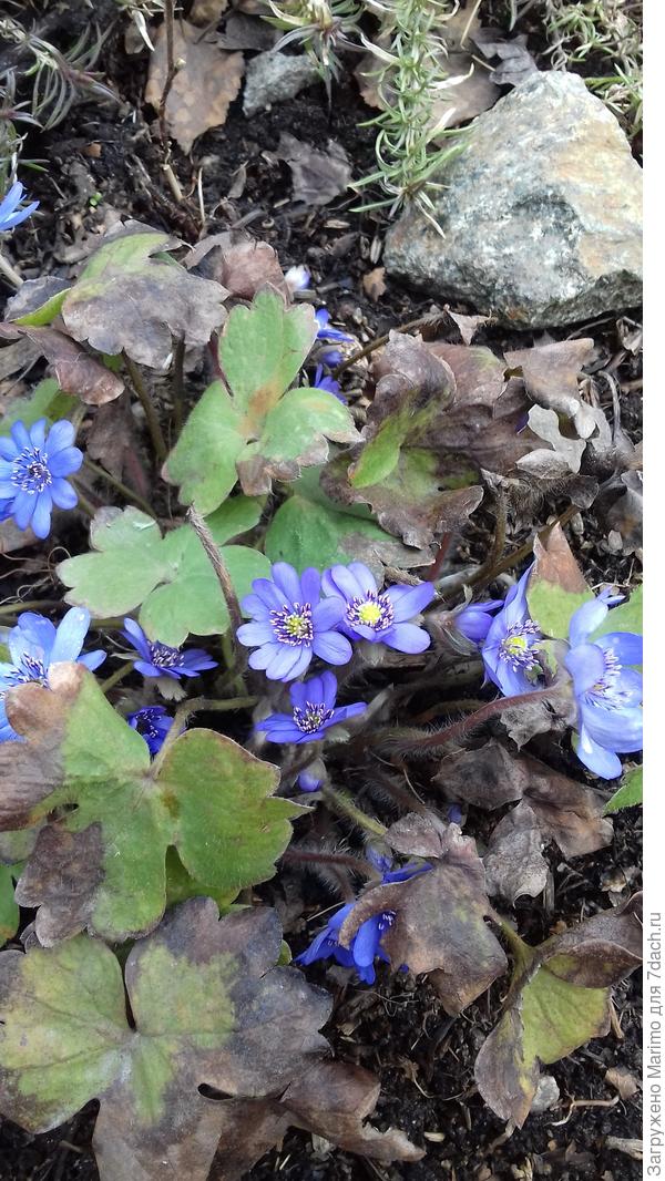 Уж не знаю какая, просто Любимка!