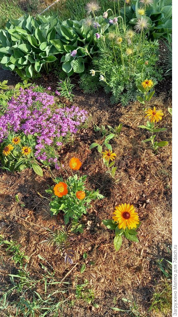 На заднем плане эти пушистики- прострелы.