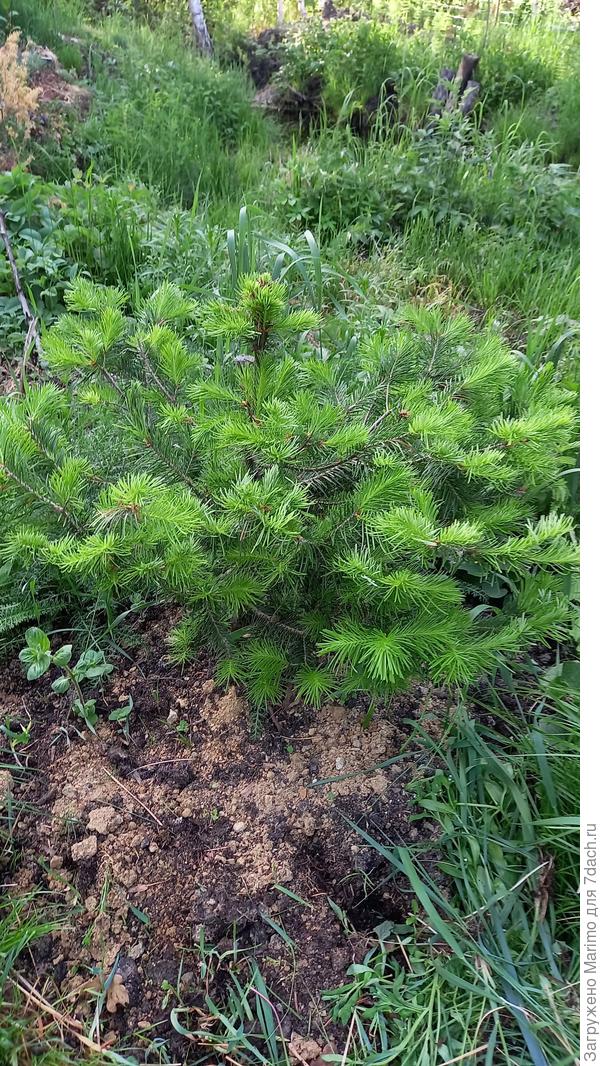 Это пихточка, с обмороженной макушкой