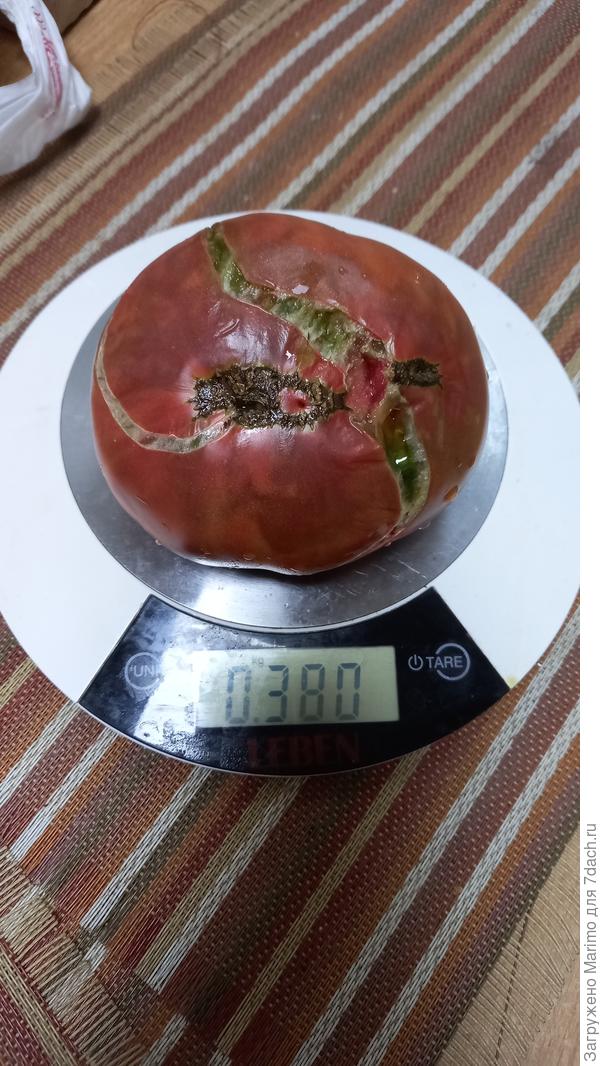 дикий тимьян