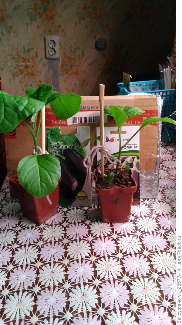 Рома,Фиол.чудо