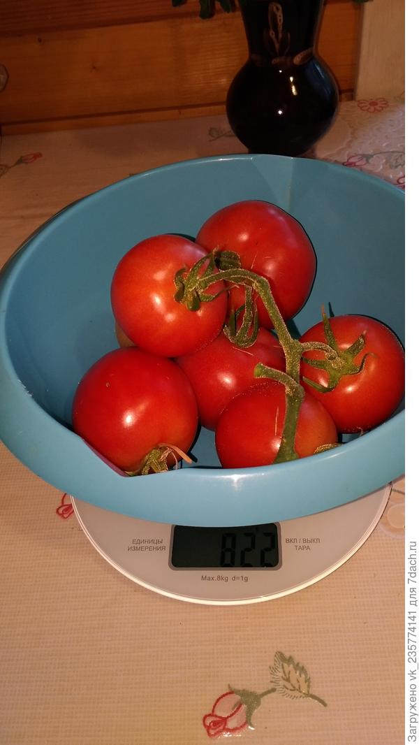 Вес этой кисти 822г.
Малиновую империю тоже буду сажать в следующем году.Замариновала ее в ассорти, дольками,а еще сделаю в собственном соку.Попробую,где лучше.Всем пока,удачи и сил для заготовок!