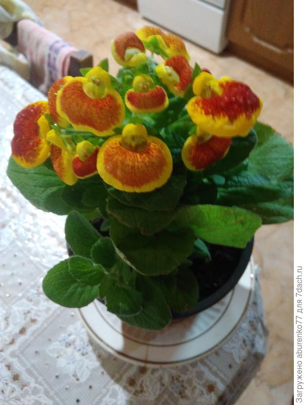 Что это за цветок?