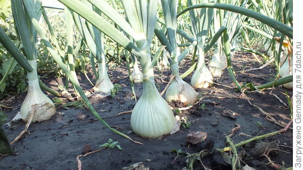 Лук из семян за один год.