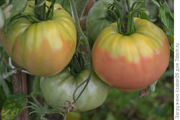 помидоры на кусте