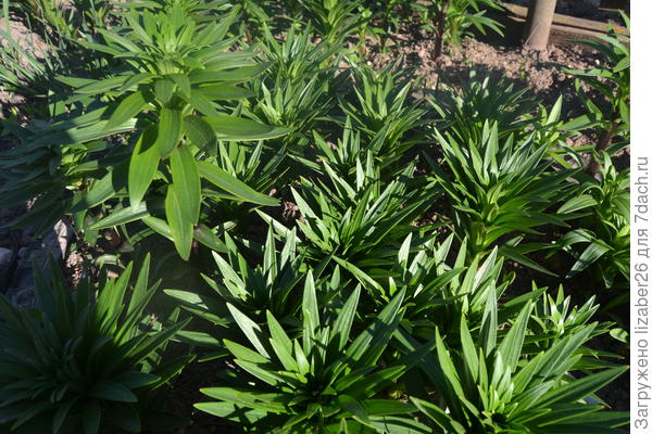 лилии в июне