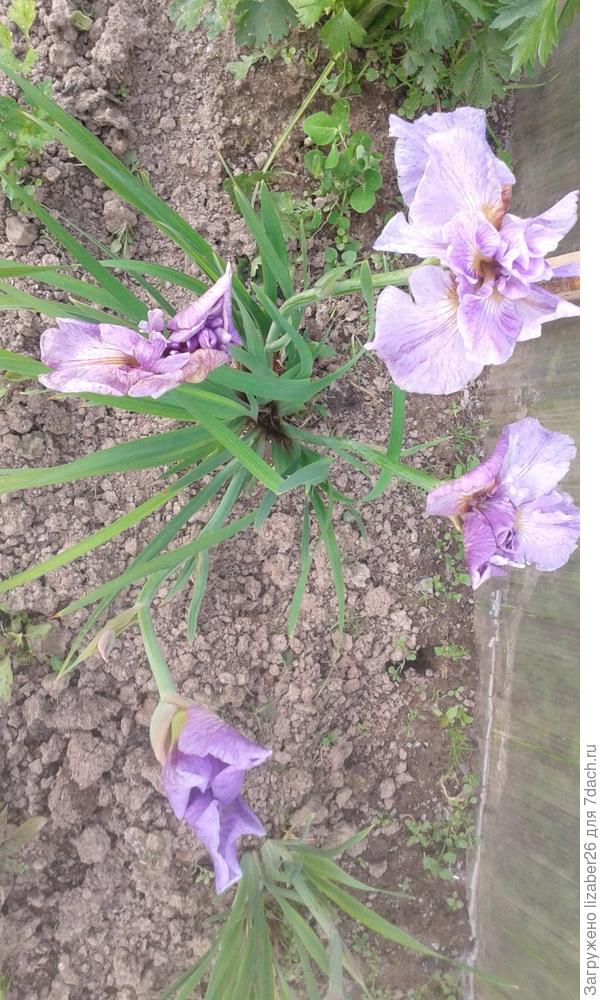 это сибирский ирис, у нас растет.