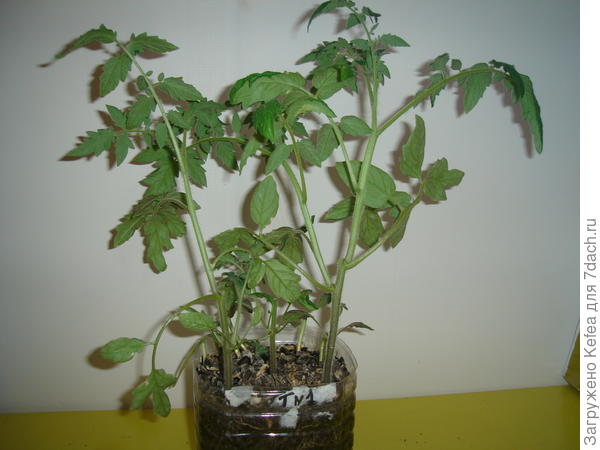 Пасынки на срезанных кустах