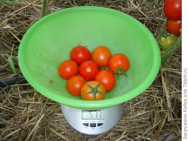 Вес плодов с куста №4