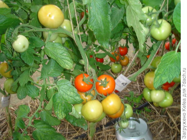 Куст №3, посаженный обычным способом