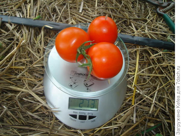 Вес плодов с куста №2