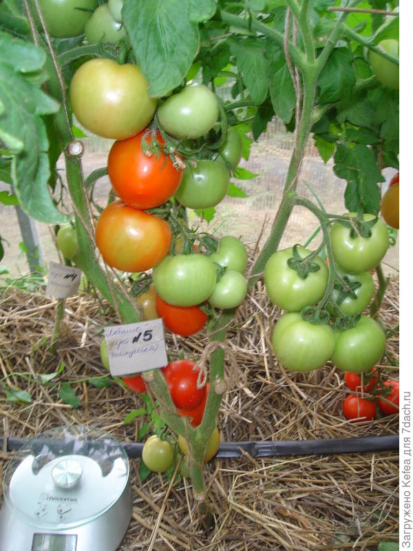 Куст №5, выращенный из срезанных макушек